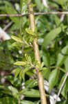 Prairie willow